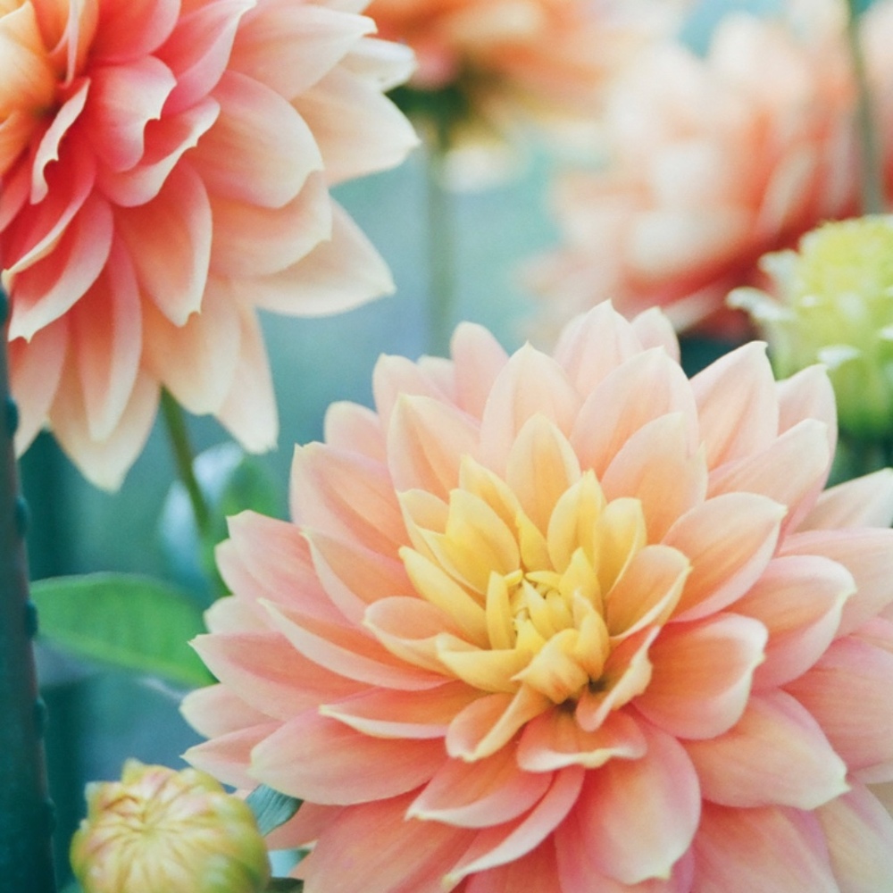 Meet your Posher, Elizabeth